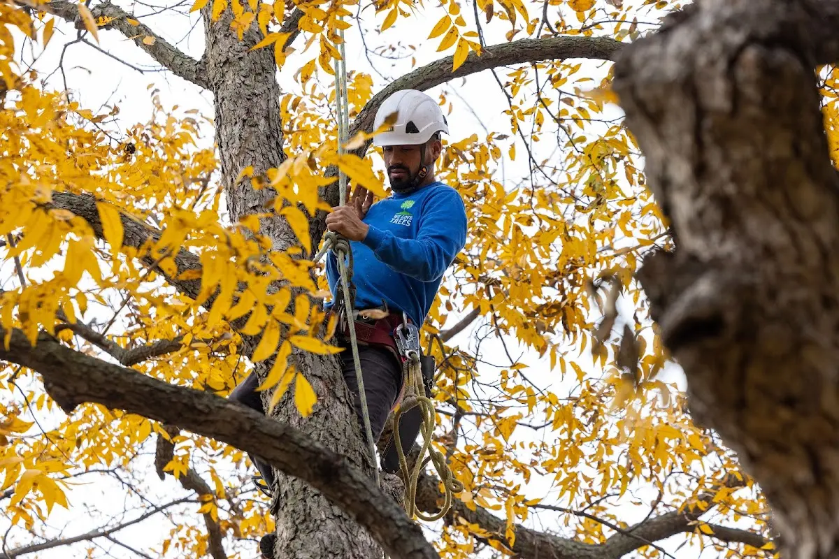 Skilled Tree Planing crew working in Dazey